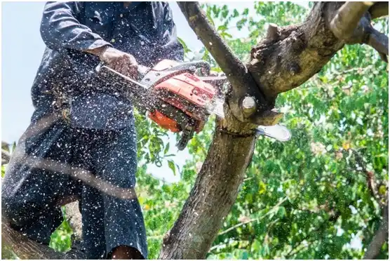 tree services Morning Glory